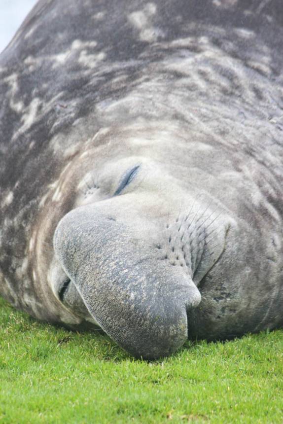 Elefante-marinho descansa em Grytviken, na Geórgia do Sul (foto de Marla Barker)